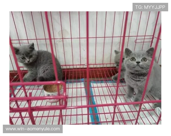 澳门伦敦人特色:体验中西合璧的多元文化生活方式 澳门伦敦人特色:体验中西合璧的多元文化生活方式